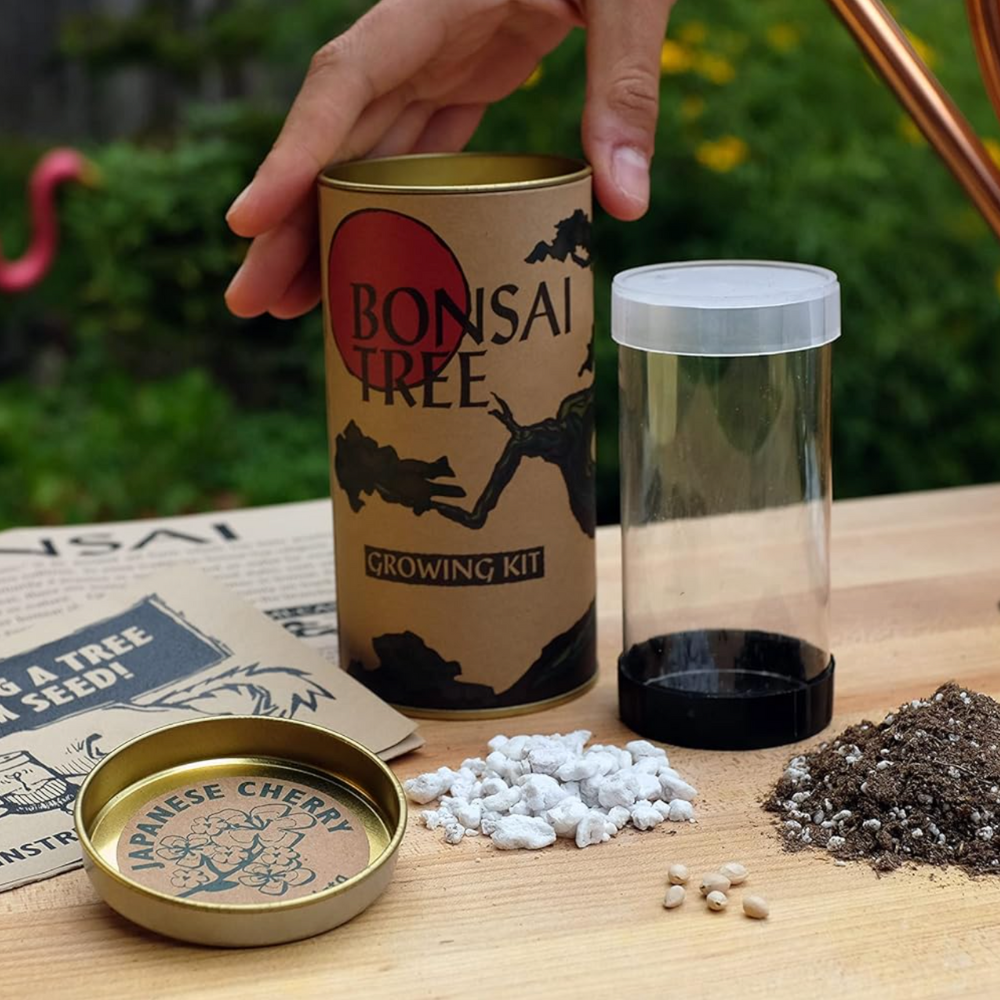bonsai tree grow your own Grow Your Own Bonsai Kit – BroglieBox